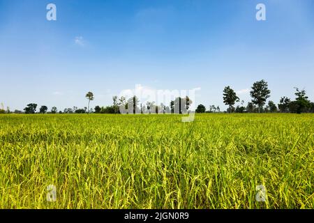 Vasto campo di riso, risaie, si Saket (si SA Ket), Isan (Isaan), Thailandia, Sud-est asiatico, Asia Foto Stock