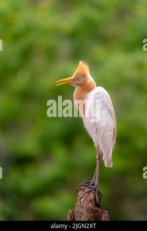 Bellissimi ritratti di airone di bestiame in piume d'allevamento, l'airone di bestiame è una specie cosmopolita di airone trovato nei tropici, Foto Stock