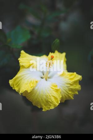 Primo piano di un fiore hawaiano di ibisco con colore petalo giallo-bianco Foto Stock