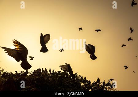 le ali all'ombra fanno un grande modello Foto Stock