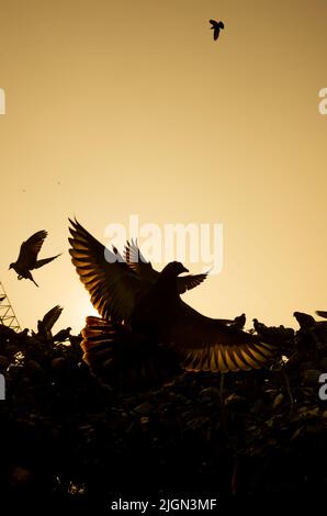 le ali all'ombra fanno un grande modello Foto Stock