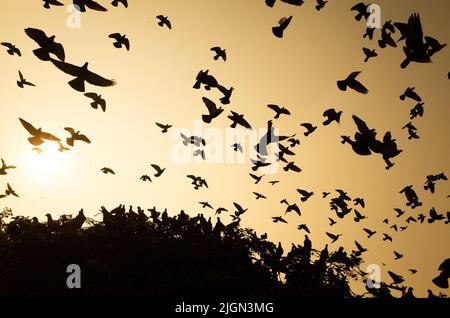 le ali all'ombra fanno un grande modello Foto Stock