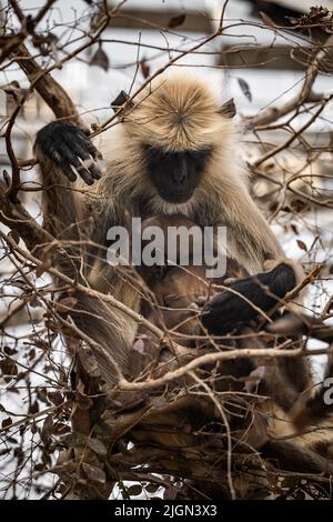 gli amori della scimmia che allatta al seno Foto Stock