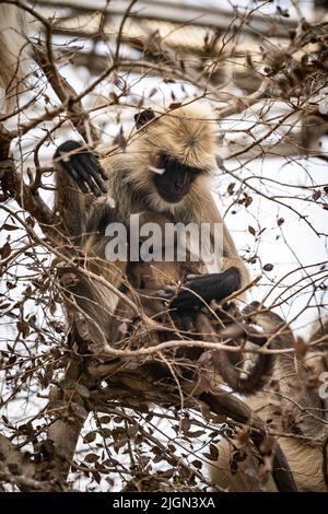 gli amori della scimmia che allatta al seno Foto Stock