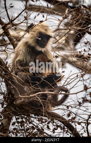 gli amori della scimmia che allatta al seno Foto Stock