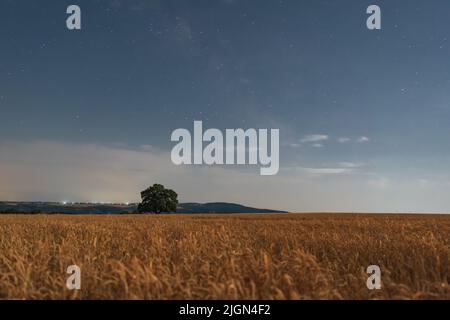 Vecchio albero di quercia in un campo di grano di notte Foto Stock