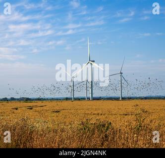 Gregge di uccelli che volano sotto le turbine di Little Cheyne Court Wind Farm su Romney Marsh sul confine orientale Sussex Kent Inghilterra sud-orientale Regno Unito Foto Stock