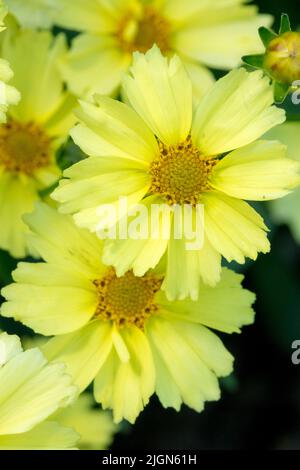 Coreopsis Luna piena, Fiore, Ritratto Foto Stock