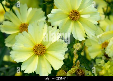 Coreopsis 'Luna piena',primo piano fiore Foto Stock