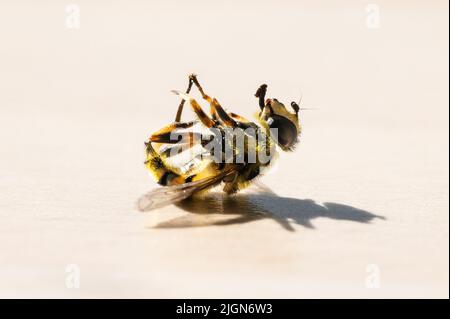 Rottweil, Germania. 11th luglio 2022. Una vespa morta si trova su un tavolo in una cucina. Credit: Silas Stein/dpa/Alamy Live News Foto Stock