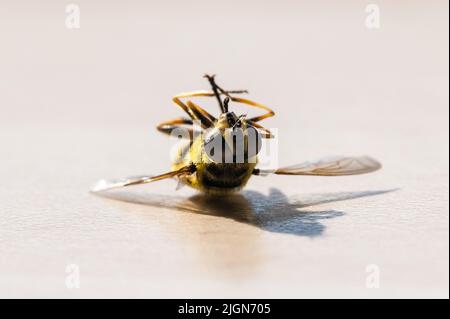 Rottweil, Germania. 11th luglio 2022. Una vespa morta si trova su un tavolo in una cucina. Credit: Silas Stein/dpa/Alamy Live News Foto Stock