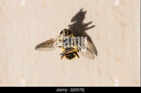 Rottweil, Germania. 11th luglio 2022. Una vespa morta si trova su un tavolo in una cucina. Credit: Silas Stein/dpa/Alamy Live News Foto Stock