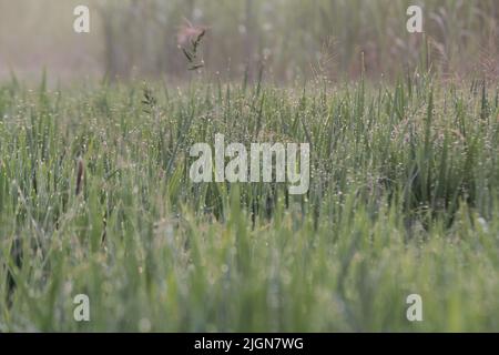 Vibrazioni mattutine della natura dopo la notte piovosa in un villaggio Foto Stock