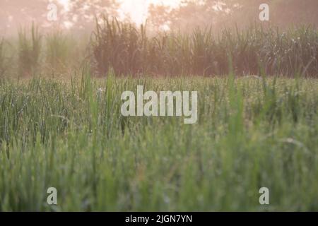 Vibrazioni mattutine della natura dopo la notte piovosa in un villaggio Foto Stock