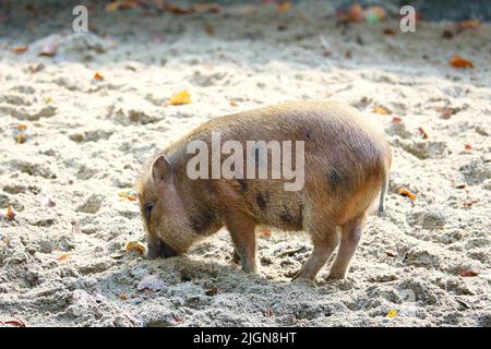 Maialino ornato di pentola, scavando nella sabbia. Suini domestici per la produzione di carne. Animale di fattoria, mammifero. Foto animale Foto Stock