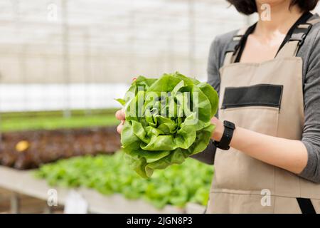 Primo piano di mani caucasiche che tengono lattuga fresca verde coltivata in ambiente idroponico controllato per la consegna sul mercato locale. Focalizzazione selettiva su insalata appena raccolta coltivata in serra moderna. Foto Stock