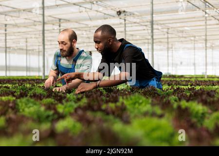 Fuoco selettivo su due uomini che controllano lo sviluppo delle piante che punta a scoprire il problema delle piante mentre fanno il controllo di qualità. Diversi lavoratori serra coltivando ortaggi in ambiente idroponico. Foto Stock