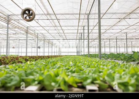 Nessuna gente in serra con sistema idroponico che cresce lattuga organica pronto per la consegna al commercio locale. Ambiente idroponico vuoto con bio-cibo che viene coltivato organicamente senza pesticidi Foto Stock