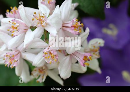 Primo piano laterale dei bellissimi fiori rosa bianchi di una Deutzia 'Mont Rose' con le sue graziose balze gialle su uno sfondo verde e blu sfocato Foto Stock