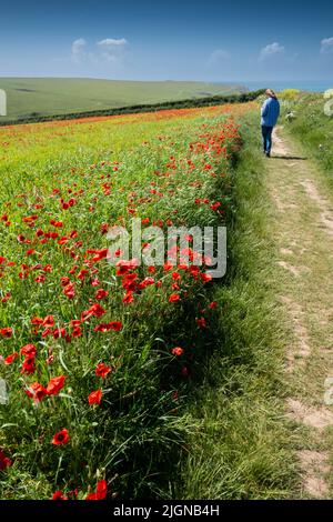 Un visitatore che guarda gli spettacolari e bei campi di papavero su West Pentil a Newquay in Cornovaglia nel Regno Unito. Foto Stock