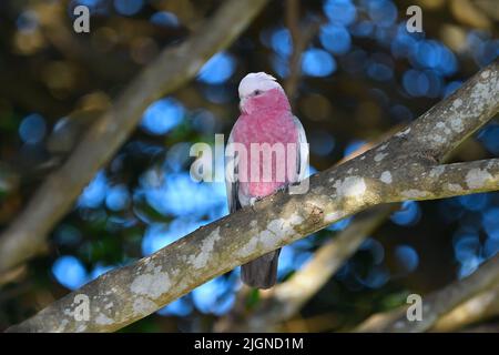 Una femmina australiana Galah, nominate corsa -Cacatua roseicapilla- uccello arroccato su un ramo di albero in morbida luce del mattino presto Foto Stock