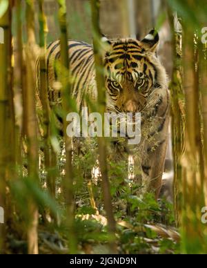 Sumatran tigre (Panthera tigris sumatrae), rare sottospecie di tigre che abita l'isola indonesiana di Sumatra Foto Stock