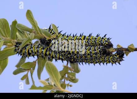 I colorati pilastri della brucia del mopano imperatore Moth può sciagolarsi in numeri enormi quando le condizioni sono giuste. Possono defoliare gli alberi e sono commestibili Foto Stock