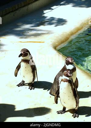 Jackass carino. In una giornata molto soleggiata e calda fresca dalla loro routine quotidiana nuotare il pinguino molto divertente e molto affascinante pone di fronte alla macchina fotografica. Foto Stock