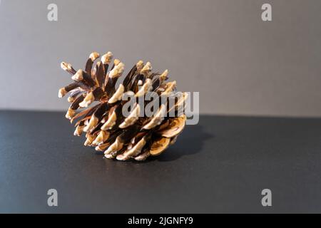 Pine Cone primo piano Foto Stock