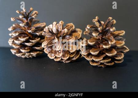 I coni di pino si chiudono sfondo nero Foto Stock