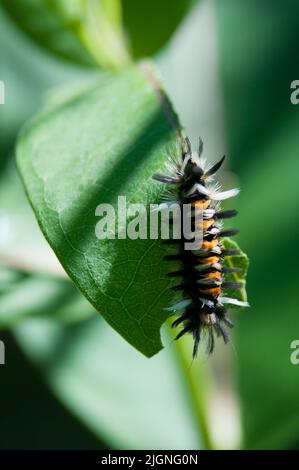 Caterpillar Foto Stock