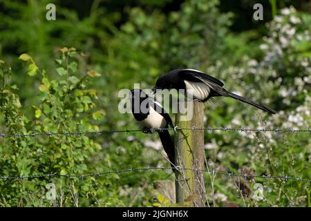 Magpies-Pica pica maschio e femmina. Foto Stock