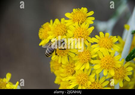 Ape su un fiore giallo fotografato a vela Luka, isola di Korčula, Croazia Foto Stock