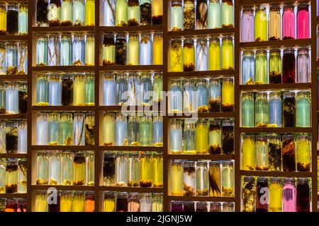 Almere, Paesi Bassi - Giugno 15: Mostra casa di ricerca con muro di bottiglie al Floriade Expo 2022 crescente città verdi ad Almere Amsterdam Paesi Bassi Foto Stock