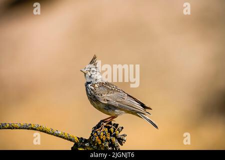 La larice o larice di montagna è una specie di uccello della famiglia degli Alaudidae. Foto Stock