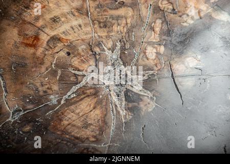 Grande pezzo di legno pietrificato lucido primo piano Foto Stock