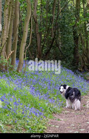 cane collie di confine camminando in un bosco inglese primaverile tra fiori di campanello, guardando indietro al proprietario Foto Stock