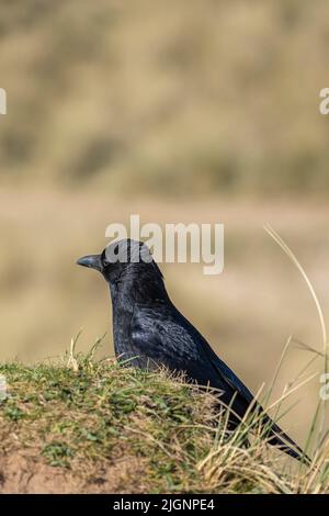 corvidio sedette sull'erba sulle scogliere a marske-by-the-sea, nel nord dello yorkshire, regno unito Foto Stock