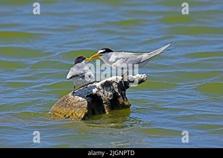 Comportamento di accoppiamento della piccola terna (Sternula albifrons) Foto Stock