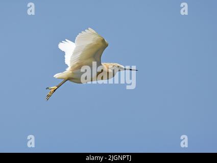 Ardeola ralloides, volando Foto Stock