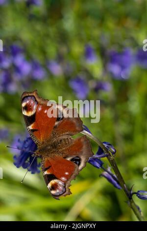 Farfalla di Peacock, Aglais io. Su fiore di Bluebell, Hyacinthoides non-scripta, in primavera in un bosco inglese Foto Stock