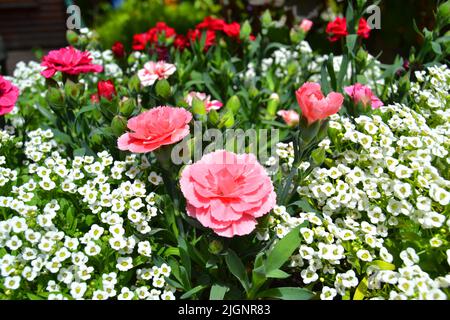 Moderno bouquet floreale di fiori diversi, bouquet colorato di fiori primo piano. Sfondo colorato. Cartolina colorata. Biglietto di Natale. Foto Stock