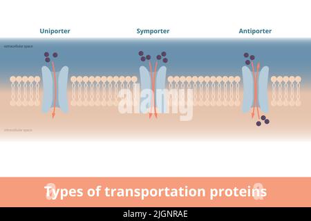 Tipi di proteine di trasporto della membrana cellulare. Visualizzazione di uniporter (una molecola, una direzione), simpatorista, antiporter Illustrazione Vettoriale