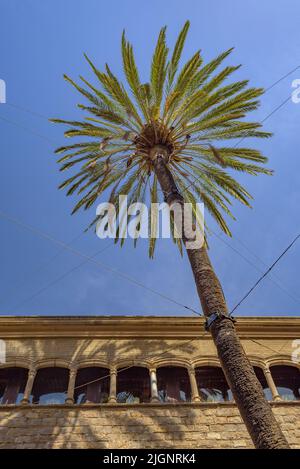 Casa de l'Ardiaca (arcidiacono) palazzo a Barcellona, archivio attuale della città. Edificio gotico-rinascimentale del 15th secolo con un giardino (Spagna) Foto Stock