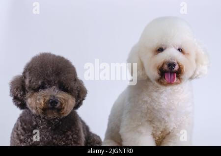 Due adorabili cani da cuccioli seduti insieme su sfondo bianco. Foto Stock