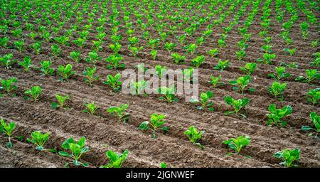 Campo con giovani piante di cavolo (Brassica oleracea) Foto Stock