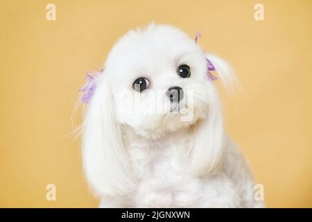 Primo piano ritratto di un carino lap dog maltese che guarda direttamente la fotocamera. Foto scattata in studio su sfondo giallo. Foto Stock