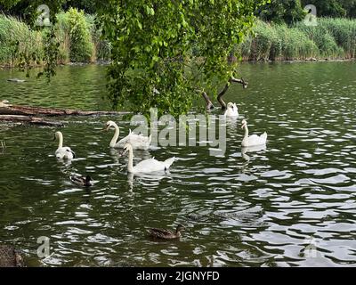 Gruppo di cigni sul lago a Prospect Park, Brooklyn, New York. Foto Stock