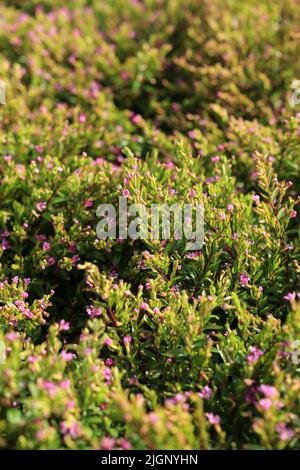 Bella Cuphea piante sotto il sole nel giardino Foto Stock