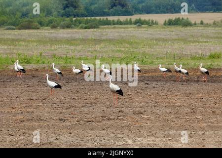 gregge di cicogne su un campo arato in cerca di cibo. Foto Stock